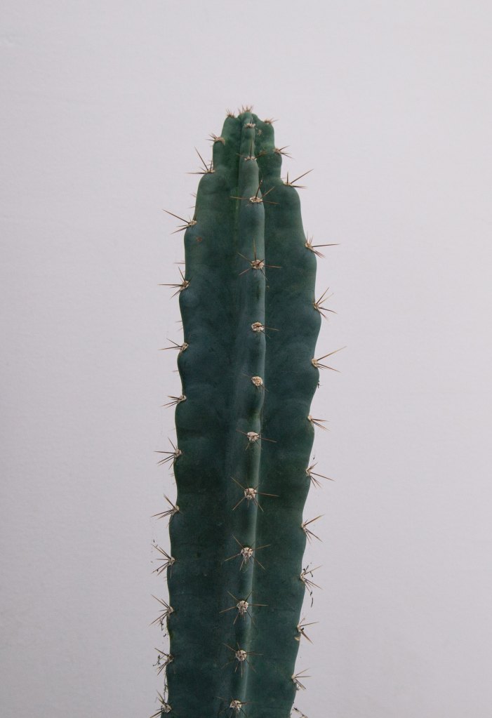 A single tall and spiky green Cactus Stem
